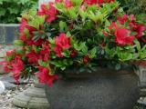 azalea red plants