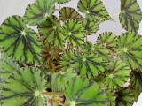 begonia plants