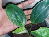 Birkin  plant