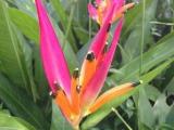 heliconia hawai pink plants