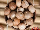 bettle nut planta