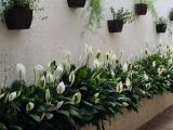 peace lilly plants