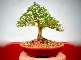 premna bonsai plant
