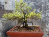 gagaweralla bonsai plant