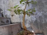 lemon mini bonsai plant