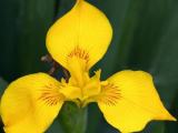 yellow irish