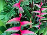 heliconia sexy pink plants
