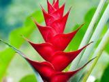 heliconia red king plant