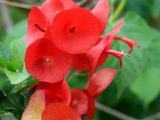 red chainese hat plant
