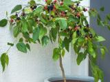 red mal berry plant