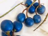 blue olive plants