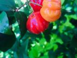surinum cherry plants