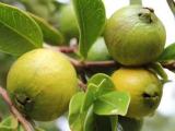 srri lankan wild guava plants