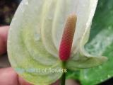 seeds anthurium plant
