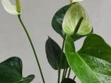 belarina white plants