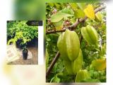 hybrid starfruit plants