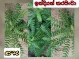 idian curry leaves
