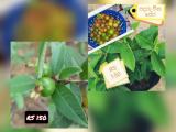 china guava plant