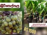 hybrid coconut plants
