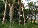 Land for sale near Galle Colombo Road
