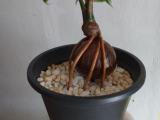 bonsai coconut plants
