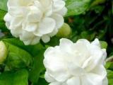 rose jasmine plants
