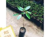 hybrid dhurian plants