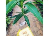 karthacolomban mango plant