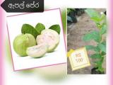 apple guava plants