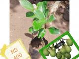 hybrid ceylon olive plant