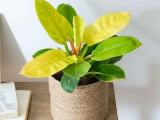 yellow moonlight philodendron plannt