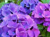 Hydrangea dark purple