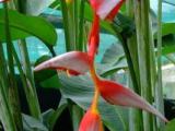 heliconia gray sexy red plants