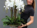 phalaenopis white plant
