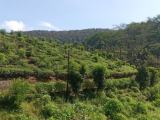 Land for sale Ratnapura