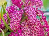 foxtail orchids plants