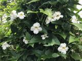 thumbergia laurifolia  white plants