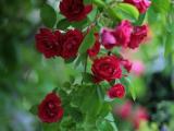 red climbing roses plant