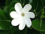 taira jasmine plants