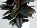 black rubber plants