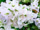 white bougainvillea plants with flower