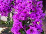 purple bougainvillea plants with flower