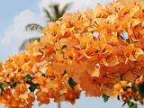 orang color bougainvillea plant with flower