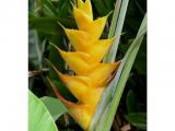 heliconia genaral yellow plant
