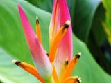 heliconia hawai pink plants