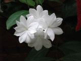 white jasmine plants