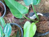 Philodendron plants