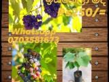 Isabela grapes
