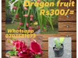 dragon fruit plants