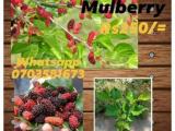 mulberry plants